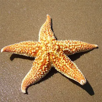 2 buc Vivied Naturale Uscate steaua de mare Sea Star Beach Ambarcațiuni Petrecere de Nuntă Decorațiuni Casă de Păpuși Jucării Consumabile Accesorii