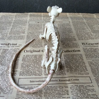 Acasă Schelet de Șobolan din Plastic Animale Schelet de Oase pentru Decor de Halloween de Groază