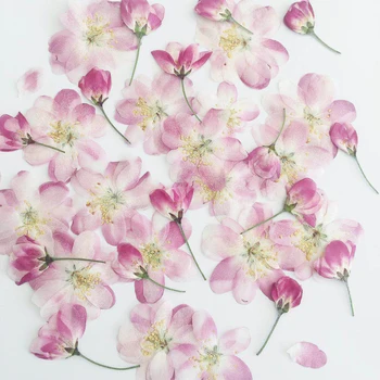 Begonia De Flori De Predare Uscat De Flori Picătură De Lipici Culoare Primară Nu A Vopsit Casa De Perete Decor Nunta, Decor Flori Uscate Sakura