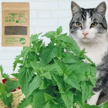Jucarie pisica Organic Natural Premium Catnip Bovine Iarbă 10g Aroma mentolata Pisica Amuzant Jucărie Interactiv Pisica Non-toxice Dropship