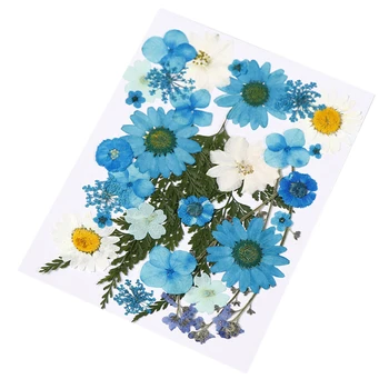 Multicolor Real Presat Flori Uscate DIY Conserve de Flori Decoratiuni pentru Arta